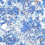 AQR Antibody in Immunohistochemistry (Paraffin) (IHC (P))