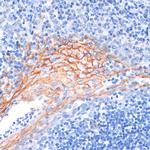 Amphiregulin Antibody in Immunohistochemistry (Paraffin) (IHC (P))