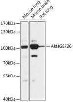SGEF Polyclonal Antibody