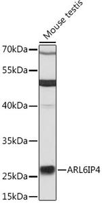 ARL6IP4 Antibody in Western Blot (WB)