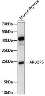 JWA Polyclonal Antibody