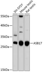 ASB17 Polyclonal Antibody
