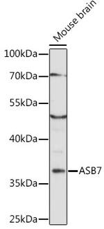 ASB7 Polyclonal Antibody