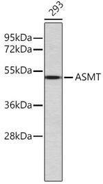ASMT Antibody in Western Blot (WB)