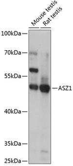 ASZ1 Antibody in Western Blot (WB)