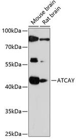 ATCAY Polyclonal Antibody