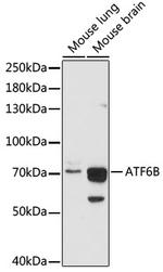 ATF6B Polyclonal Antibody