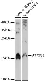 ATP5G2 Antibody in Western Blot (WB)