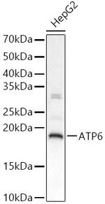 MT-ATP6 Antibody in Western Blot (WB)
