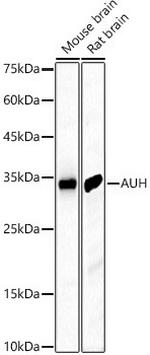AUH Polyclonal Antibody