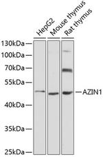 AZIN1 Polyclonal Antibody