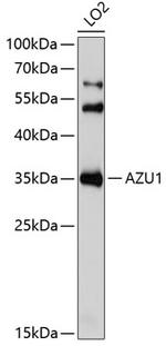 Azurocidin Polyclonal Antibody