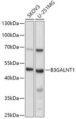 B3GALNT1 Polyclonal Antibody
