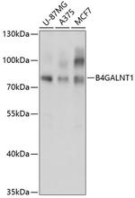 B4GALNT1 Polyclonal Antibody