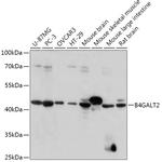 B4GALT2 Polyclonal Antibody