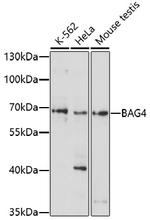 BAG4 Polyclonal Antibody
