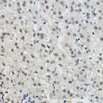 BRAP Polyclonal Antibody