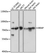 BRAP Antibody in Western Blot (WB)