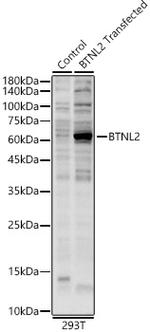 BTNL2 Antibody in Western Blot (WB)