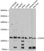 C2CD5 Polyclonal Antibody