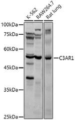 C3a Receptor Polyclonal Antibody