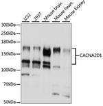 CACNA2D1 Polyclonal Antibody