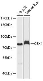 CBX4 Antibody in Western Blot (WB)