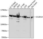 CC2D1A Antibody in Western Blot (WB)