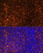 CCL19 Antibody in Immunohistochemistry (Paraffin) (IHC (P))