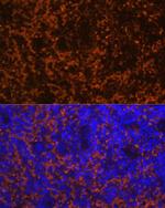 CCL19 Polyclonal Antibody