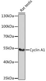 Cyclin A1 Antibody in Western Blot (WB)
