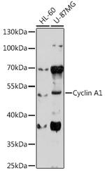 Cyclin A1 Polyclonal Antibody