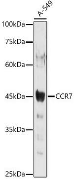 CCR7 Antibody in Western Blot (WB)