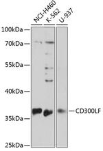 CD300f Polyclonal Antibody