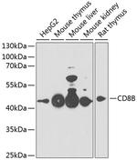 CD8b Polyclonal Antibody