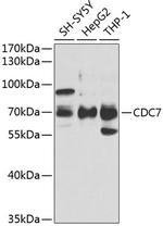 CDC7 Polyclonal Antibody