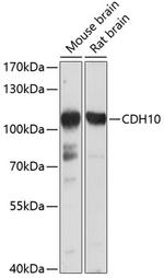 CDH10 Polyclonal Antibody