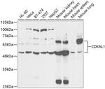 CDKAL1 Antibody in Western Blot (WB)