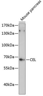 CEL Polyclonal Antibody
