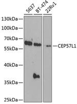 CEP57L1 Polyclonal Antibody