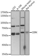 CERK Polyclonal Antibody