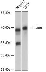 CGRRF1 Polyclonal Antibody