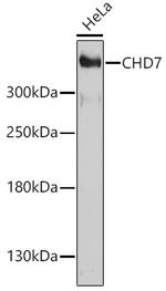 CHD7 Polyclonal Antibody