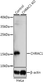 CHRAC1 Polyclonal Antibody