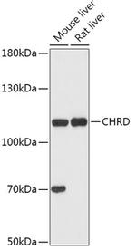 Chordin Polyclonal Antibody