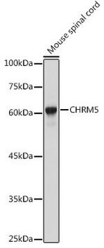 CHRM5 Polyclonal Antibody