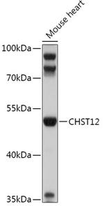 CHST12 Polyclonal Antibody