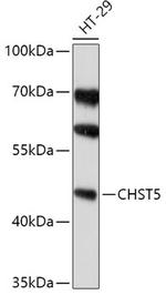 CHST5 Polyclonal Antibody
