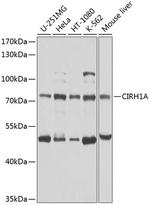 CIRH1A Polyclonal Antibody