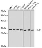 CLIC1 Polyclonal Antibody